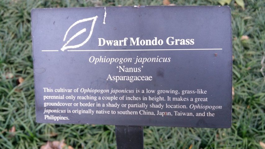 Ophiopogon japonicus plantplacesimage20150531_162046.jpg
