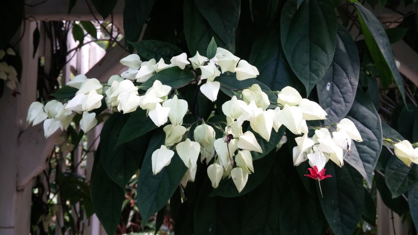 Clerodendrum thomsoniae plantplacesimage20150531_162821.jpg