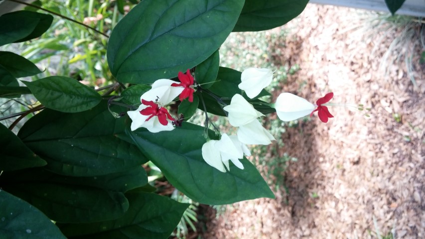 Clerodendrum thomsoniae plantplacesimage20150531_162834.jpg