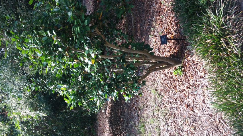 Camellia japonica plantplacesimage20150531_163618.jpg