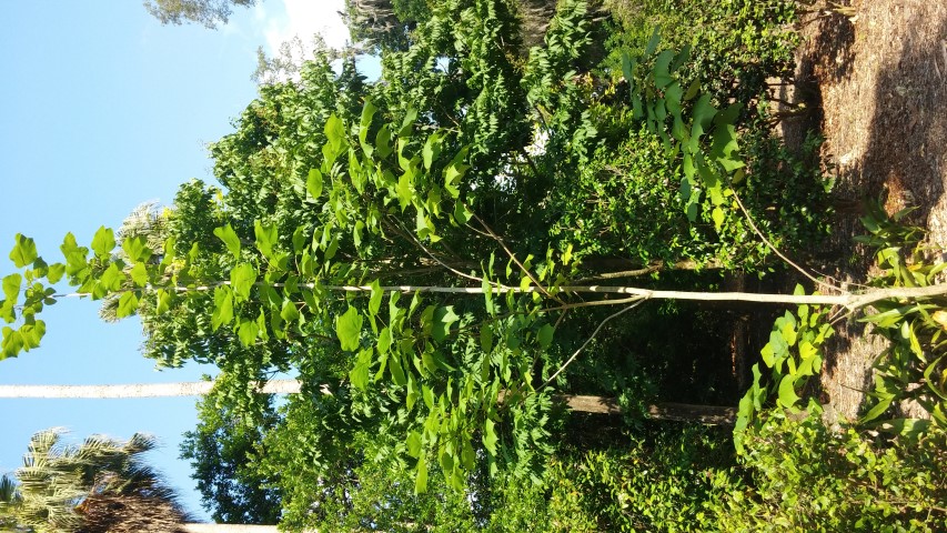 Catalpa ovata plantplacesimage20150531_164355.jpg