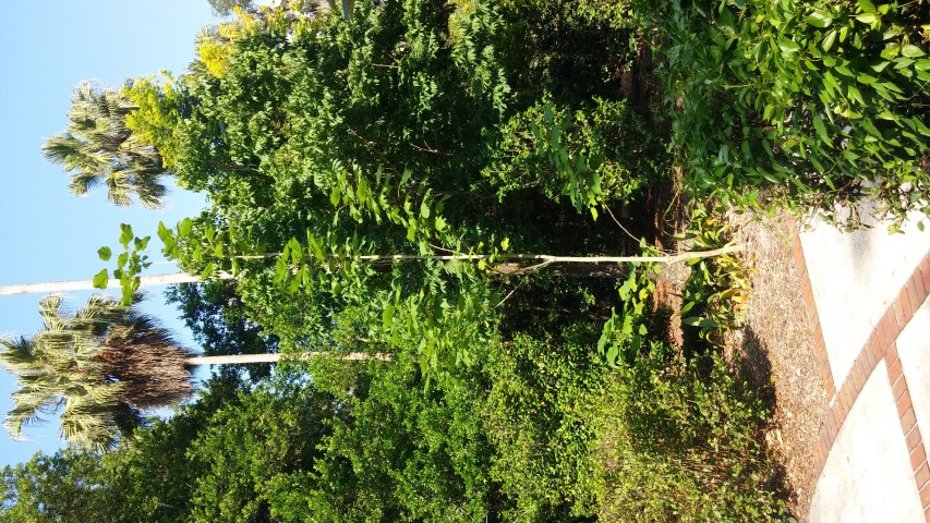 Catalpa ovata plantplacesimage20150531_164409.jpg