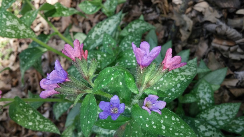 Pulmonaria officinalis plantplacesimage20150605_112352.jpg