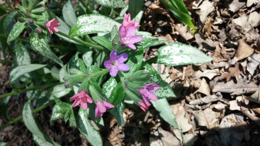 Pulmonaria officinalis plantplacesimage20150605_112405.jpg