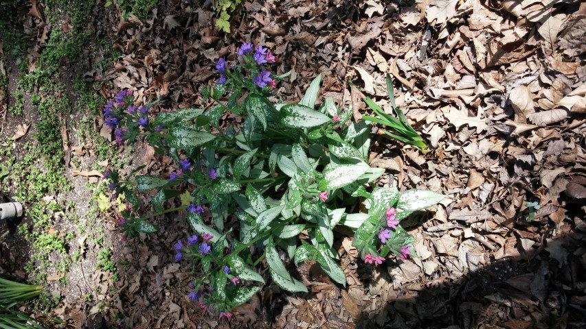 Pulmonaria officinalis plantplacesimage20150605_112422.jpg