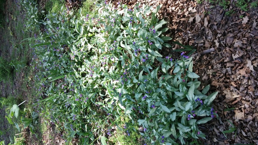 Pulmonaria officinalis plantplacesimage20150605_112434.jpg