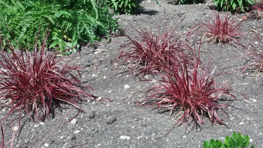 Pennisetum xadvena plantplacesimage20150605_112836.jpg