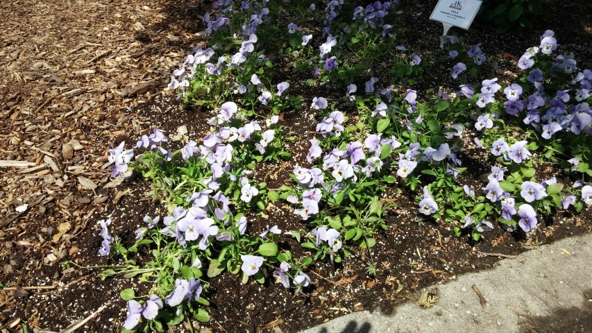 Viola cornuta plantplacesimage20150605_113038.jpg