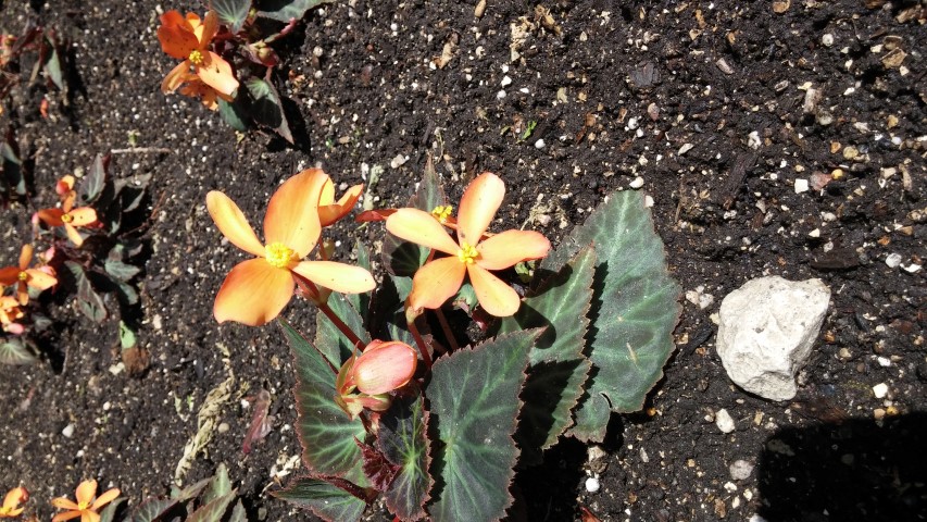 Begonia x benariensis plantplacesimage20150605_113243.jpg