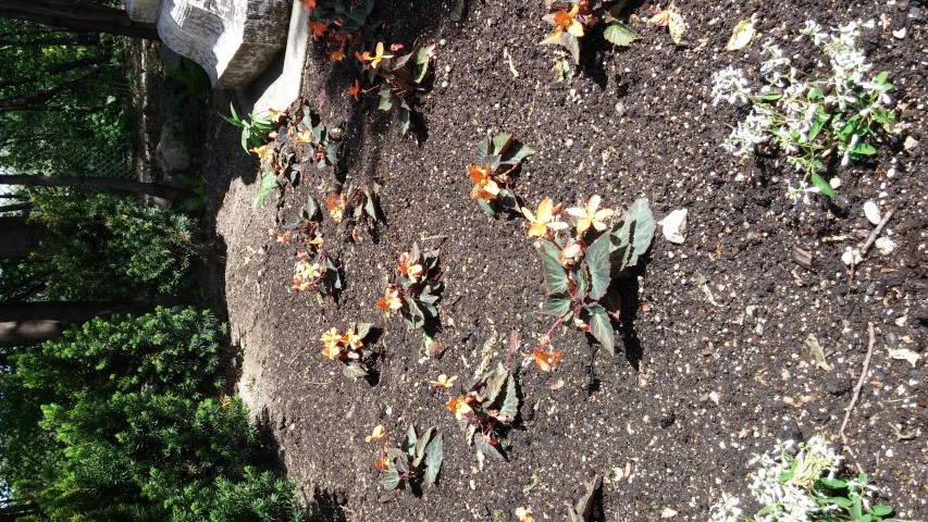 Begonia x benariensis plantplacesimage20150605_113314.jpg
