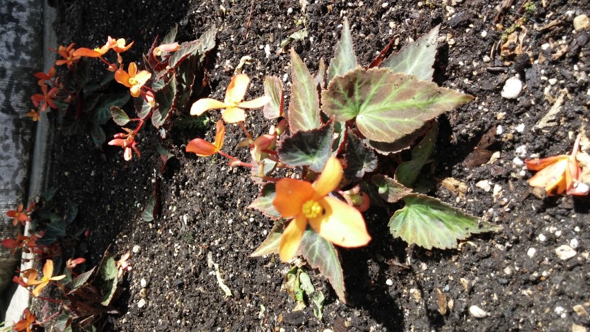 Begonia x benariensis plantplacesimage20150605_113324.jpg