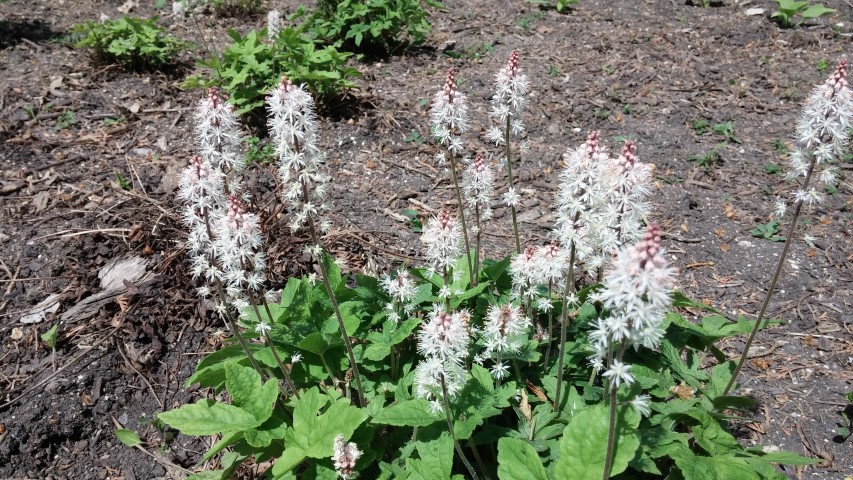 Tiarella wherryi plantplacesimage20150605_114111.jpg