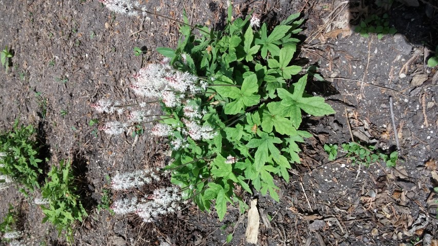 Tiarella wherryi plantplacesimage20150605_114135.jpg