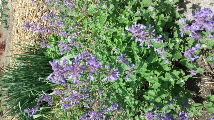 Nepeta x faassenii plantplacesimage20150605_115110.jpg