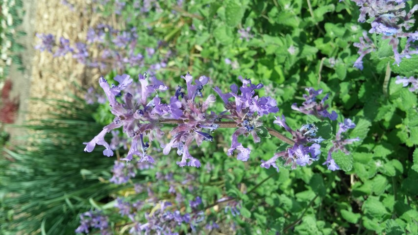 Nepeta x faassenii plantplacesimage20150605_115126.jpg