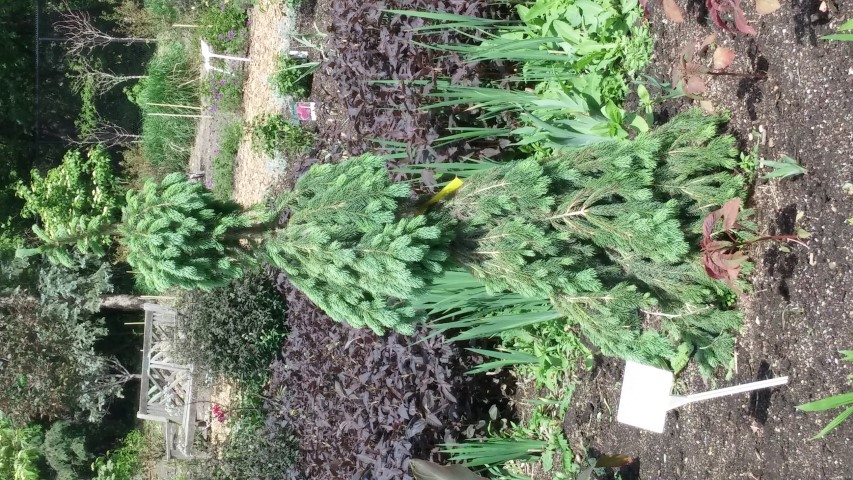Picea abies plantplacesimage20150605_115327.jpg