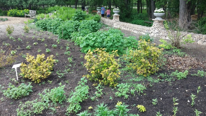 Physocarpus opulifolius plantplacesimage20150605_122454.jpg