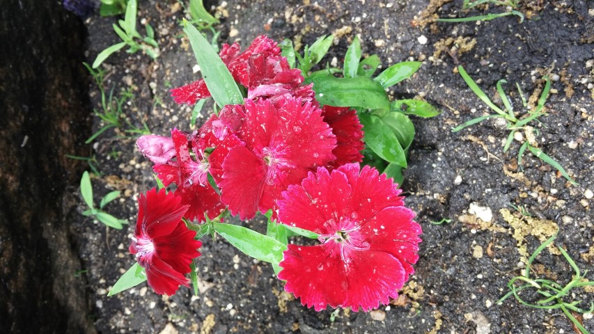 Dianthus sp. plantplacesimage20150605_131454.jpg