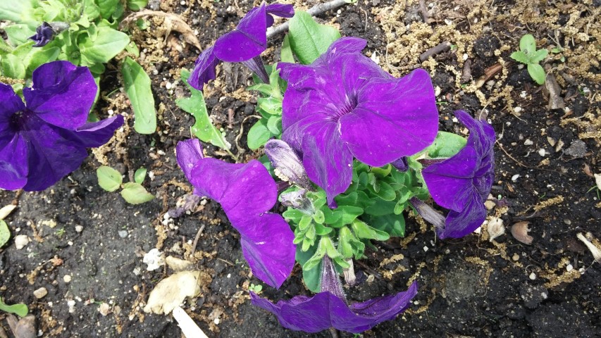 Petunia hybrid plantplacesimage20150605_131605.jpg