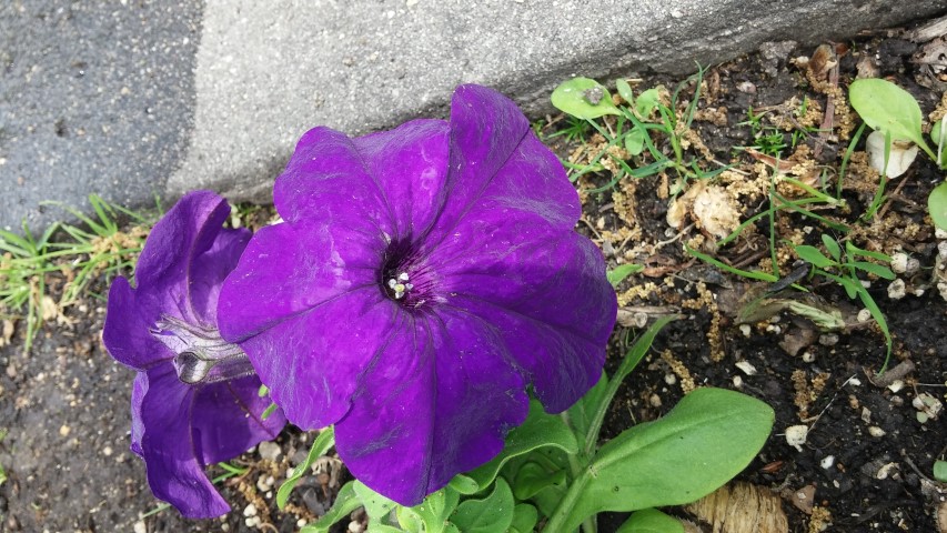 Petunia hybrid plantplacesimage20150605_131617.jpg