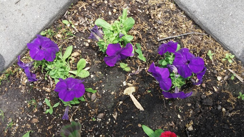 Petunia hybrid plantplacesimage20150605_131628.jpg