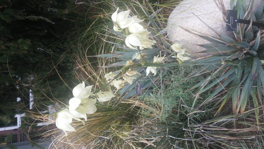 Yucca pallida plantplacesimage20150628_151147.jpg