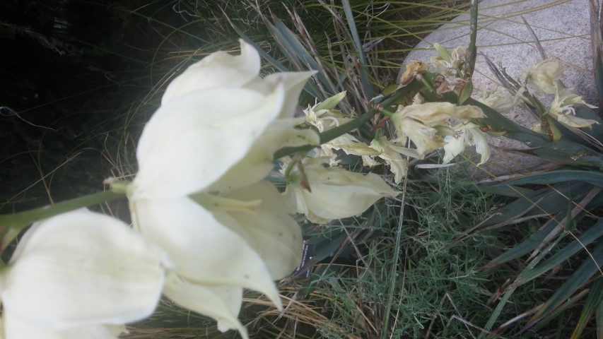 Yucca pallida plantplacesimage20150628_151204.jpg