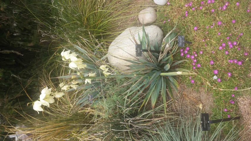 Yucca pallida plantplacesimage20150628_151217.jpg