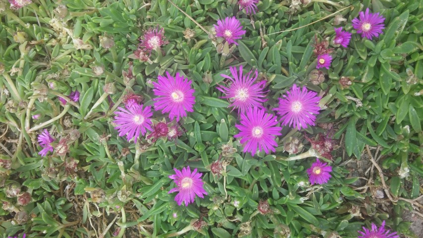 Delosperma sp plantplacesimage20150628_151333.jpg