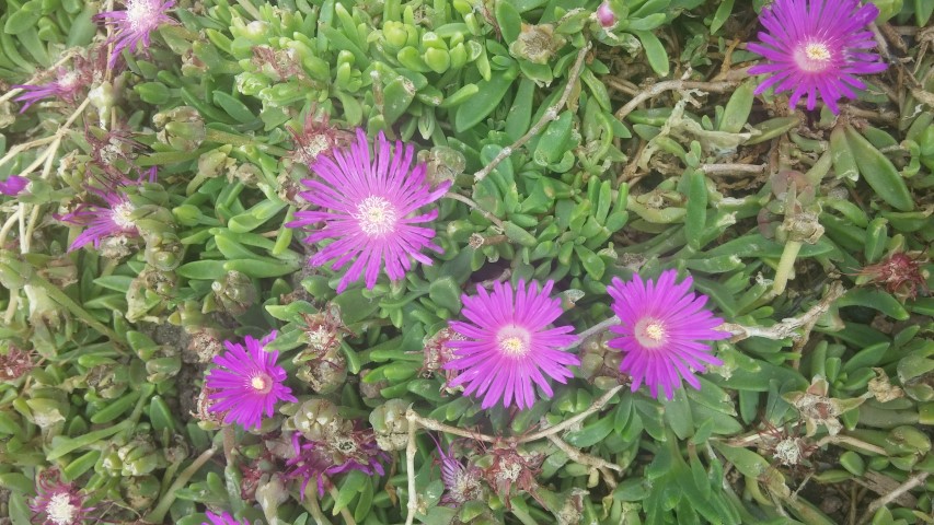 Delosperma sp plantplacesimage20150628_151347.jpg