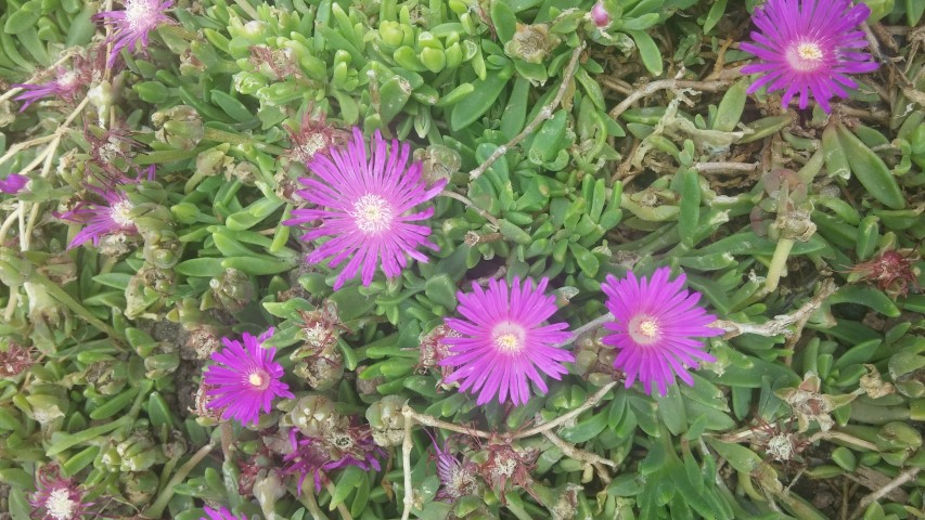 Delosperma sp plantplacesimage20150628_151347.jpg