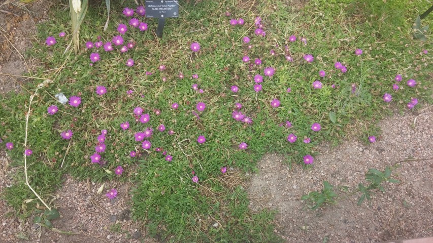 Delosperma sp plantplacesimage20150628_151358.jpg