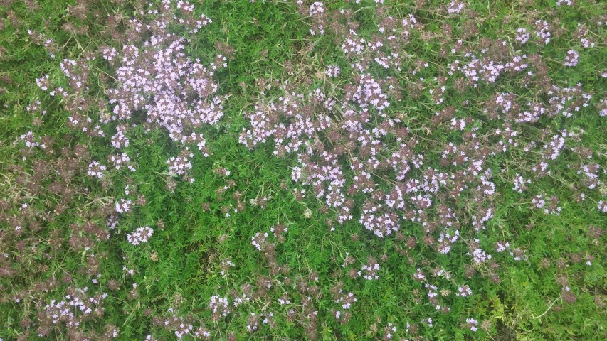 Thymus praecox plantplacesimage20150628_151915.jpg