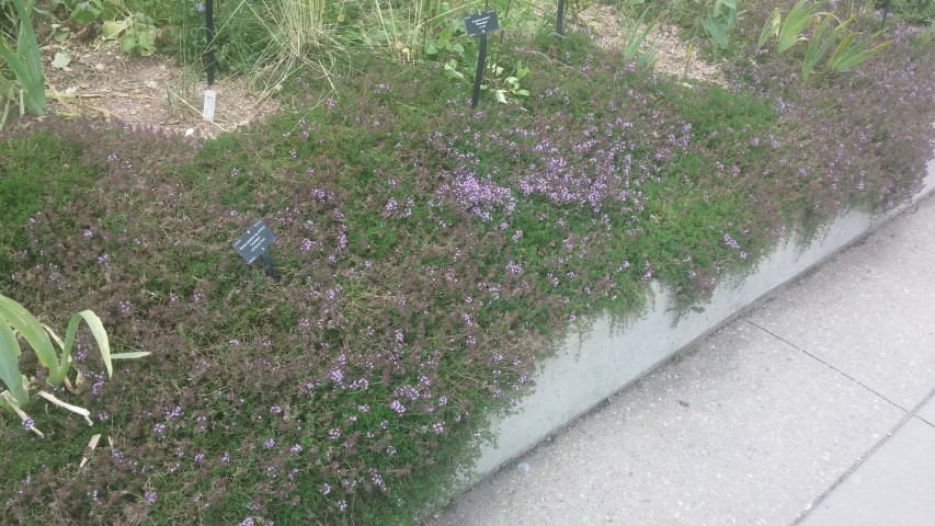 Thymus praecox plantplacesimage20150628_151950.jpg