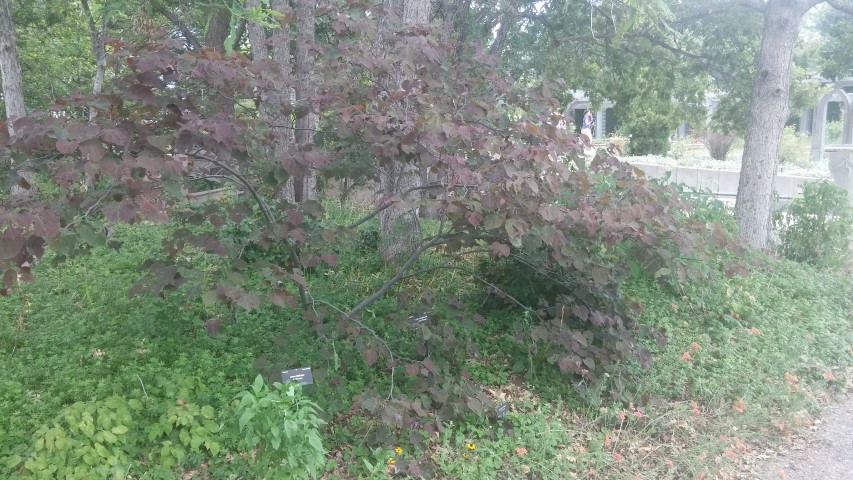 Cercis canadensis plantplacesimage20150628_152627.jpg