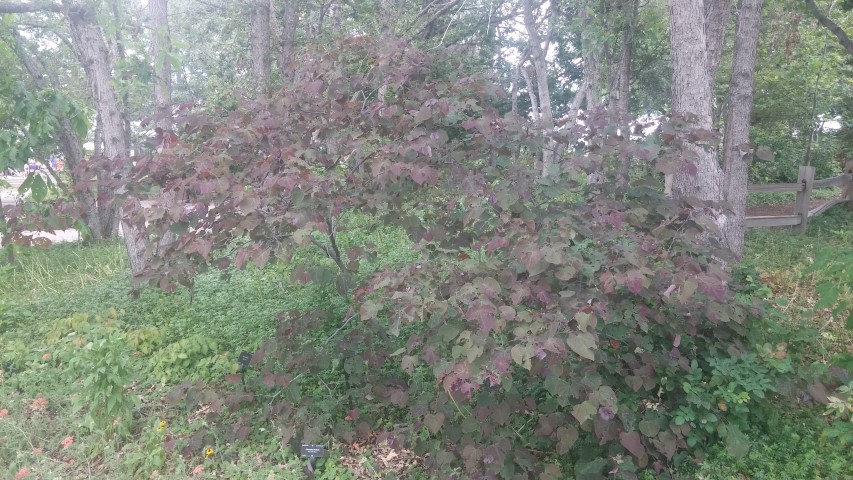 Cercis canadensis plantplacesimage20150628_152645.jpg