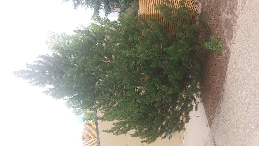 Pinus mugo plantplacesimage20150628_153010.jpg