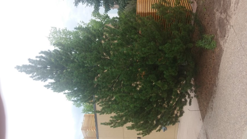Pinus mugo plantplacesimage20150628_153035.jpg
