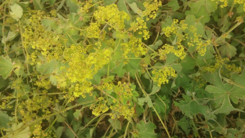 Alchemilla mollis plantplacesimage20150628_154649.jpg