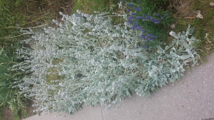 Stachys byzantina plantplacesimage20150628_161800.jpg