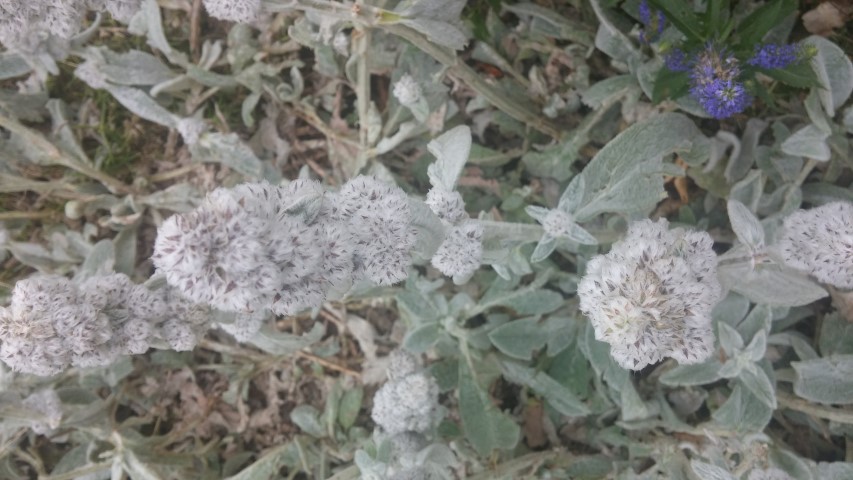 Stachys byzantina plantplacesimage20150628_161814.jpg