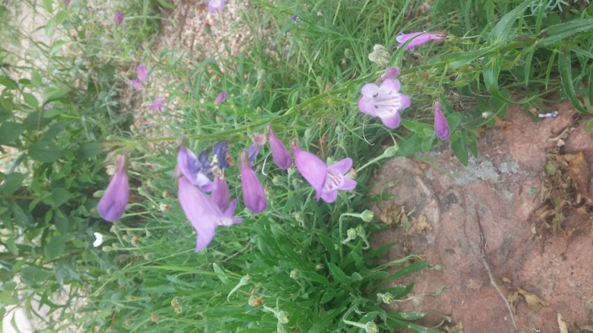 Penstemon mexicali plantplacesimage20150628_162247.jpg