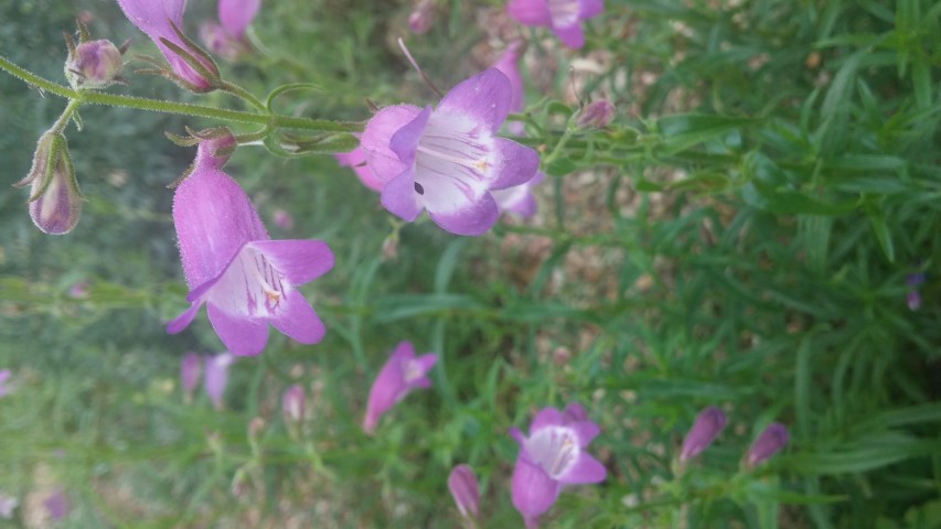 Penstemon mexicali plantplacesimage20150628_162311.jpg