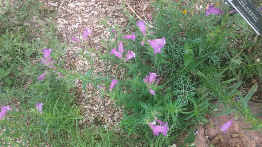 Penstemon mexicali plantplacesimage20150628_162329.jpg