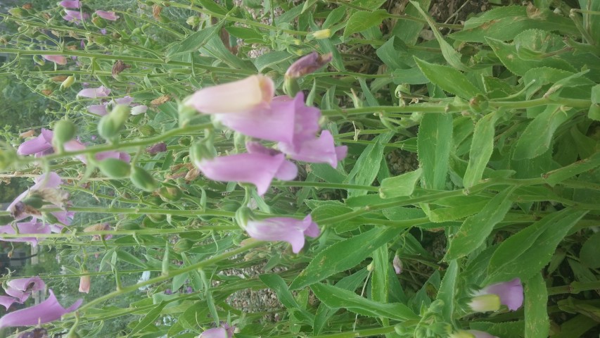 Digitalis thaspi plantplacesimage20150628_162455.jpg