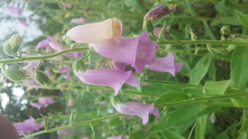 Digitalis thaspi plantplacesimage20150628_162508.jpg