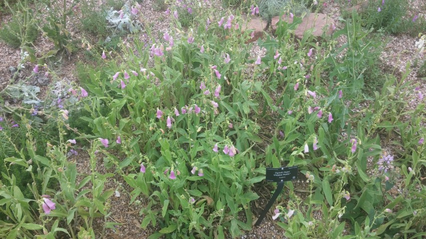 Digitalis thaspi plantplacesimage20150628_162521.jpg