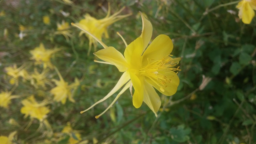 Aquilegia chrysantha plantplacesimage20150628_162628.jpg