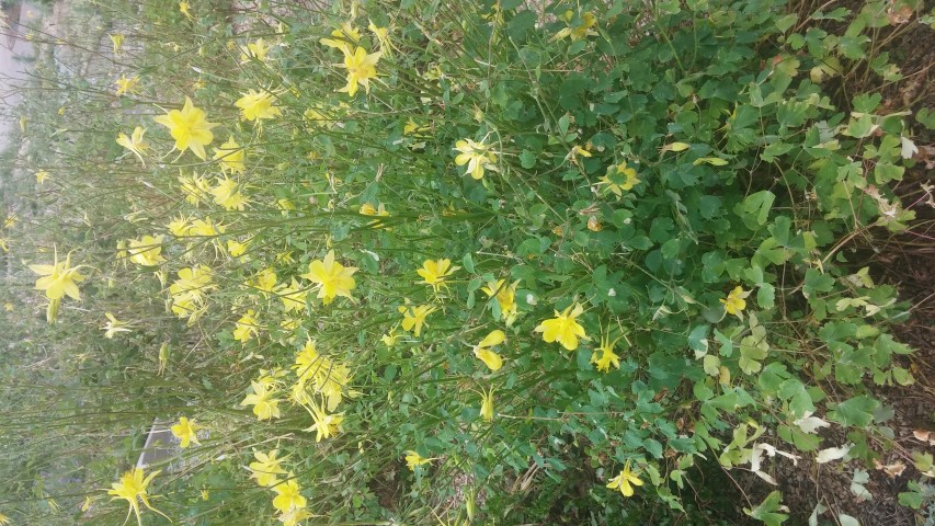 Aquilegia chrysantha plantplacesimage20150628_162641.jpg