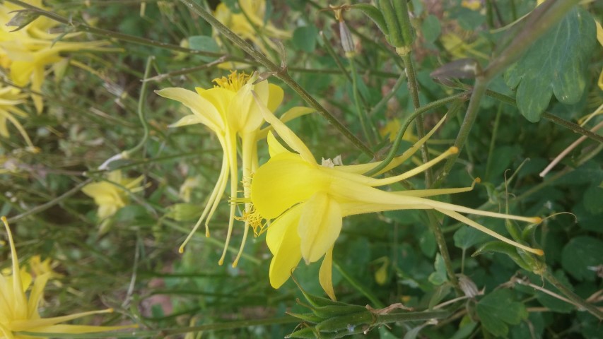 Aquilegia chrysantha plantplacesimage20150628_162653.jpg